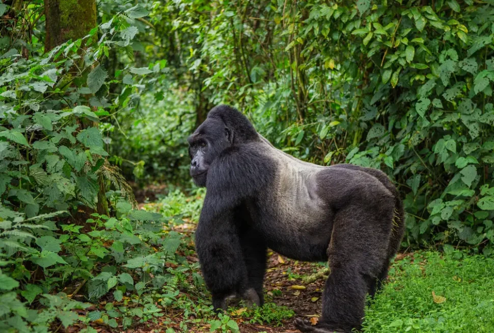 Gorilla permit availability next month — checking Bwindi and Mgahinga sector openings