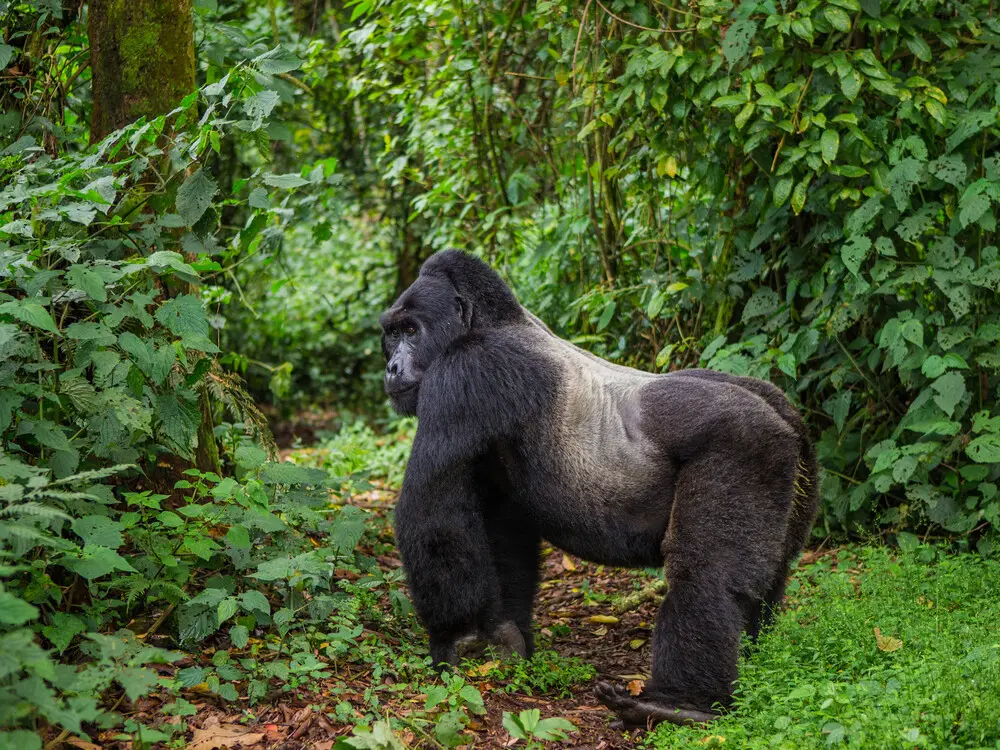 Gorilla permit availability next month — checking Bwindi and Mgahinga sector openings