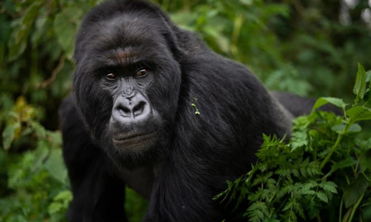 Gorilla Permits Sold Out — What to Do Next