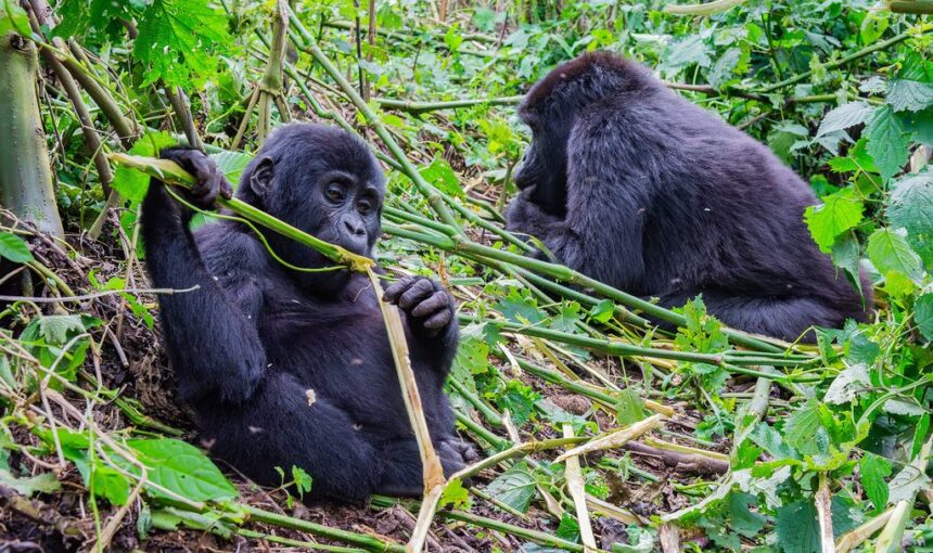 Gorilla Trekking Day Trip from Kisoro: What to Expect