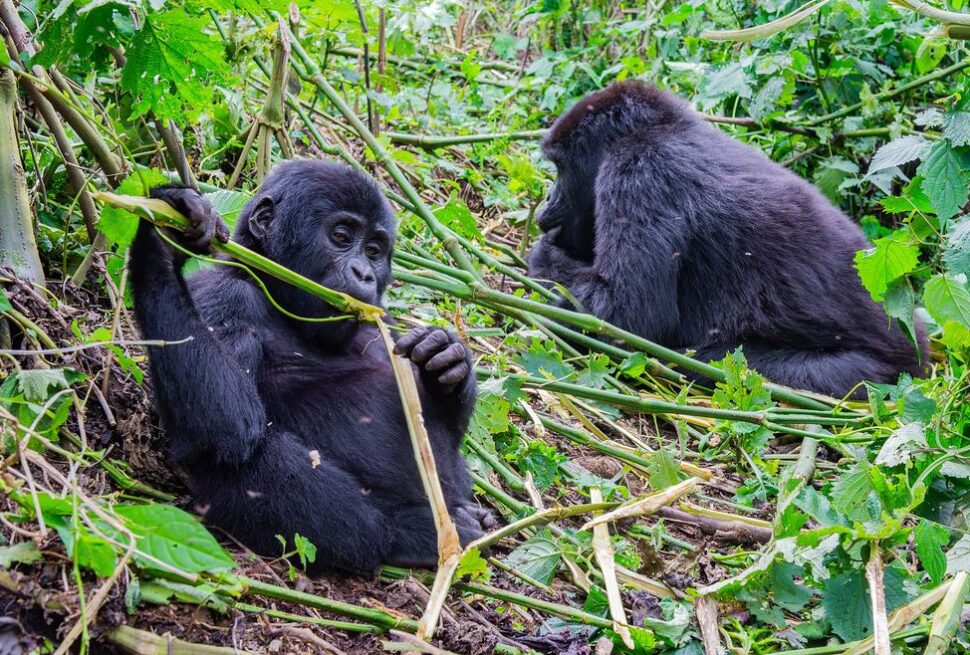 gorilla trekking from Kisoro — trekkers departing Kisoro town at dawn for a Bwindi trek