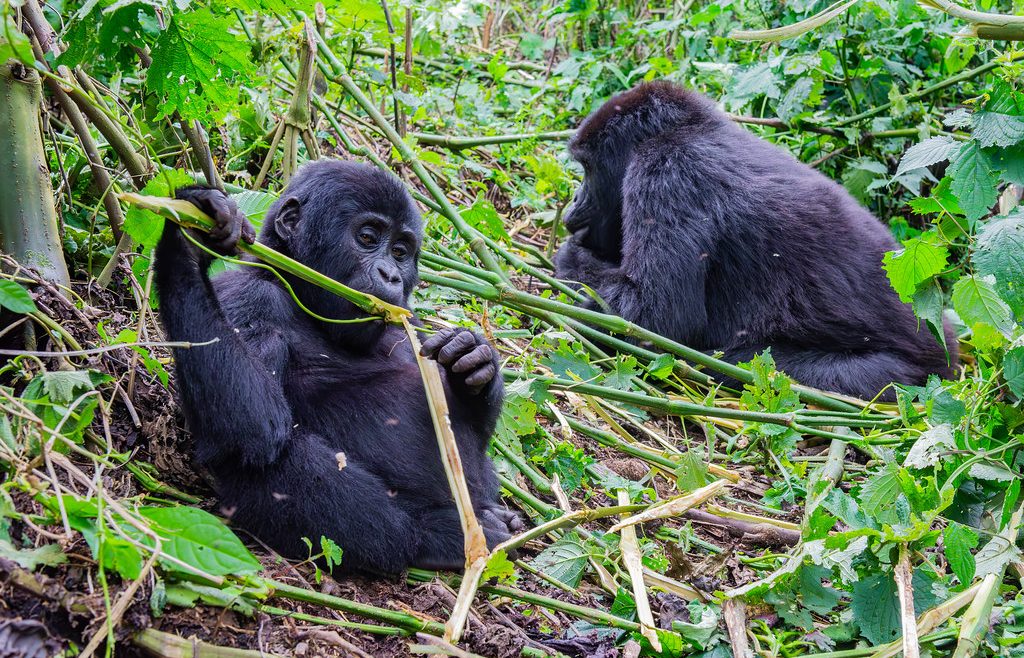 gorilla trekking from Kisoro — trekkers departing Kisoro town at dawn for a Bwindi trek