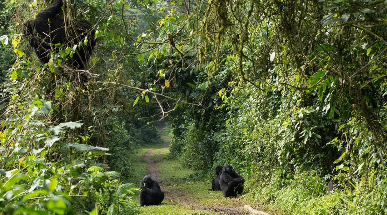Daypack packed and carried on a Bwindi forest trail during a gorilla trek
