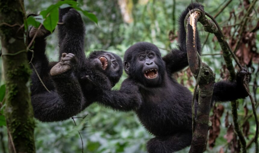 Gorilla Trekking Fitness Level Required: An Honest Guide