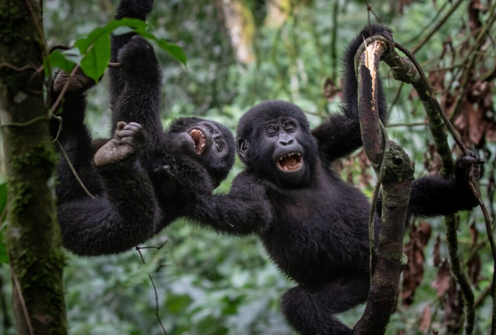 Gorilla trekking fitness level required — trekker on a steep Bwindi forest trail in Uganda