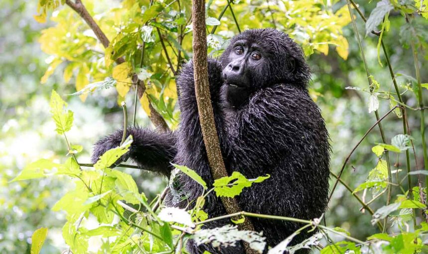 Gorilla Trekking in the Rain: What to Expect in Bwindi
