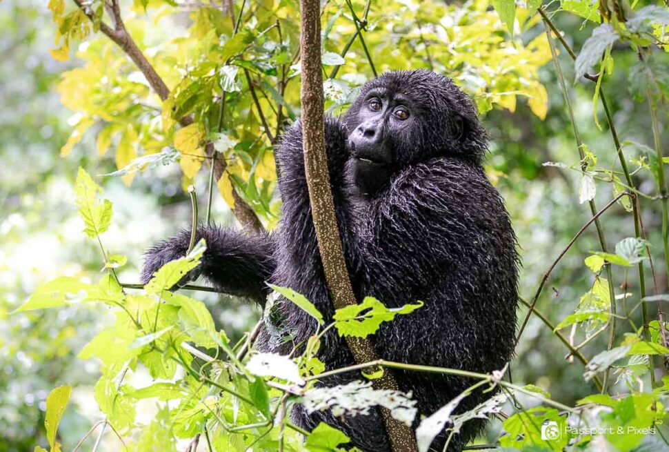 Gorilla trekking in the rain in Bwindi — trekkers on a wet forest trail with rain shells
