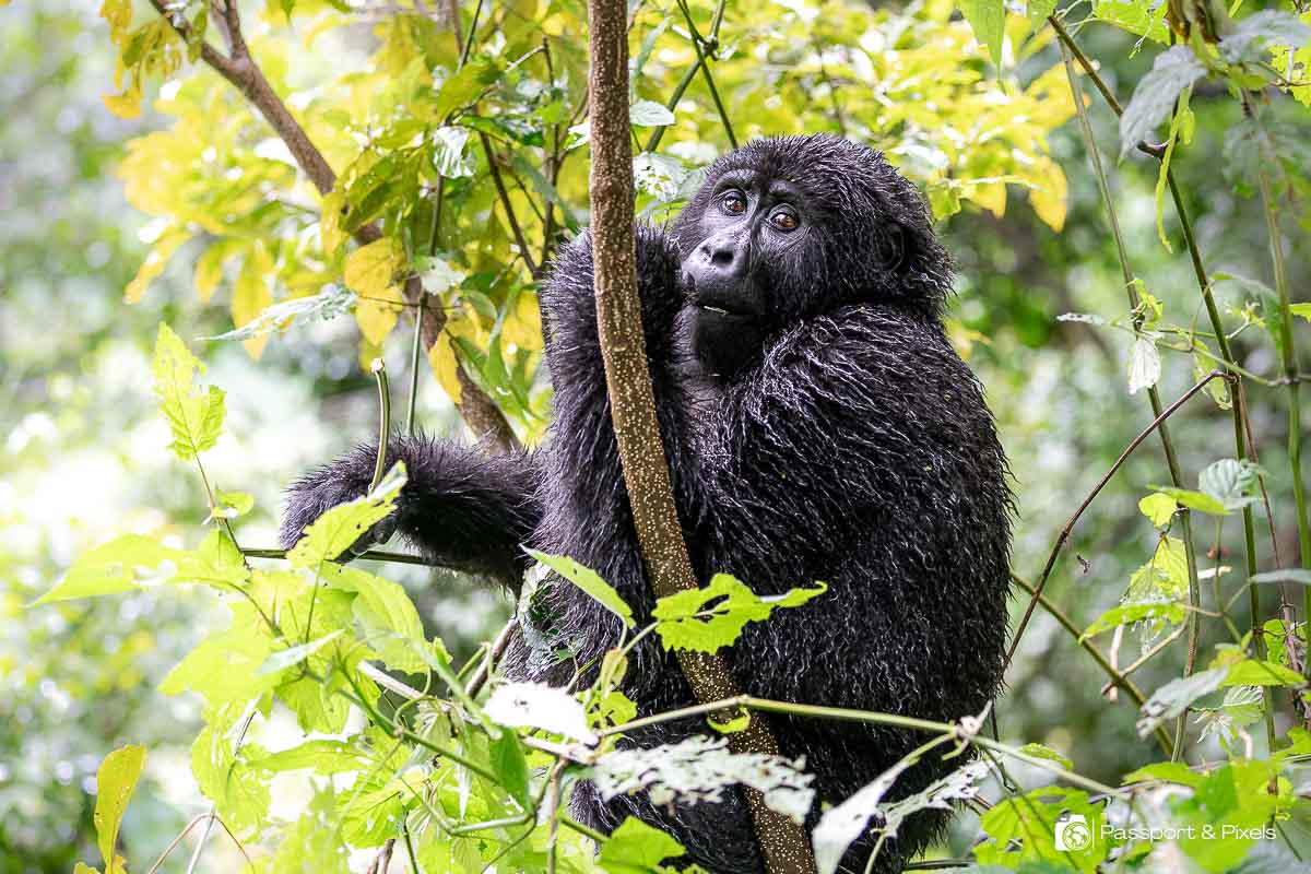 Gorilla trekking in the rain in Bwindi — trekkers on a wet forest trail with rain shells
