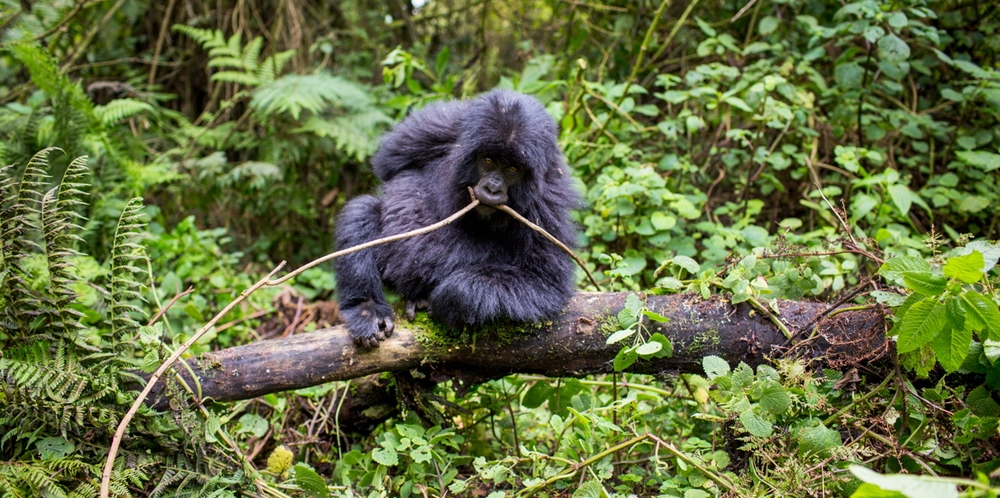 Layered clothing and a waterproof shell packed for a Bwindi gorilla trek