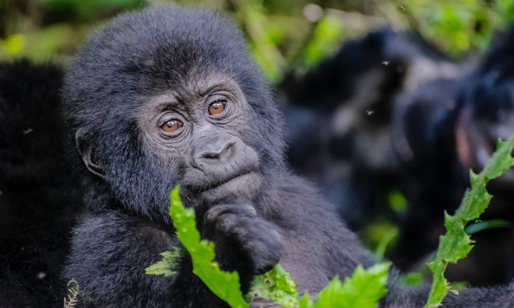 Gorilla trekking minimum age Uganda — the UWA 15-year rule explained