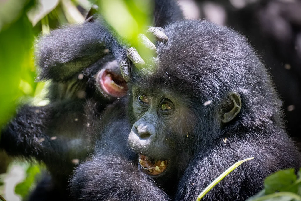 Trekking group on a Bwindi trail during peak-season permit demand