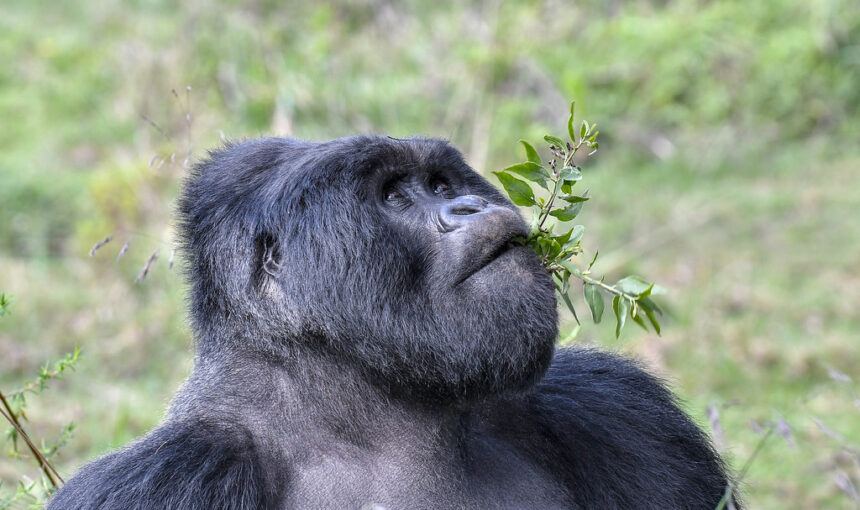 Gorilla Trekking Rules and Regulations: The UWA Guide