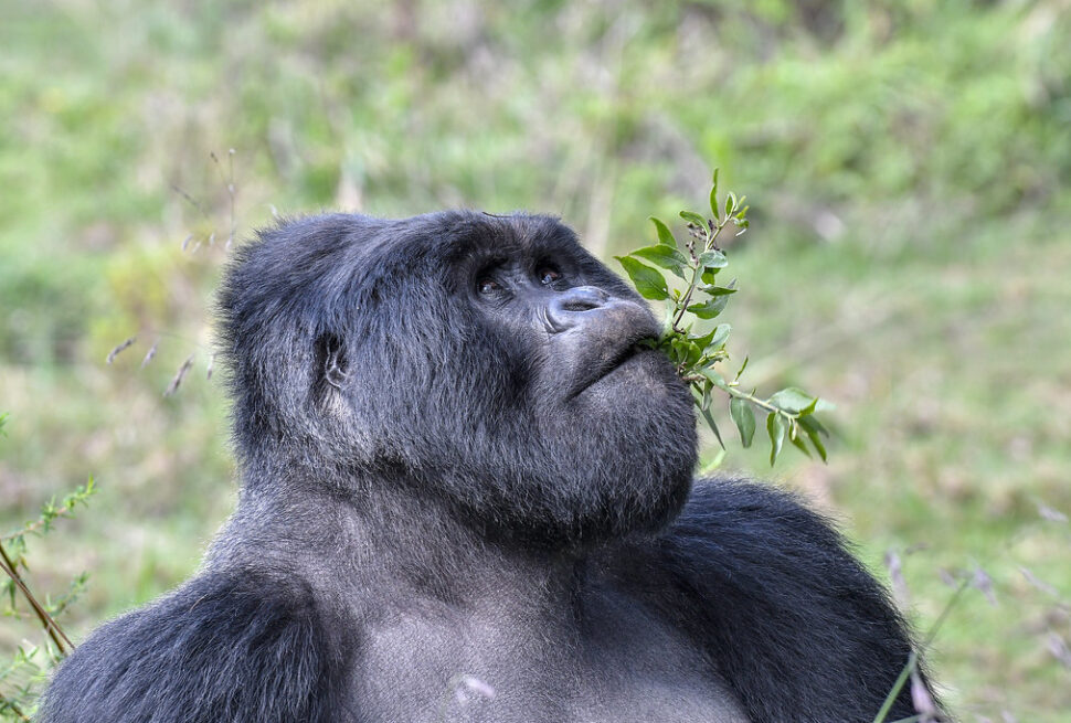 Gorilla trekking rules and regulations in Uganda — UWA ranger briefing trekkers in Bwindi