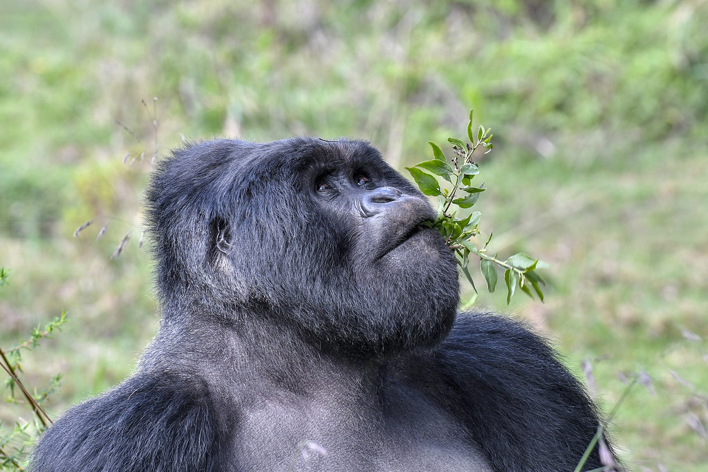 Gorilla trekking rules and regulations in Uganda — UWA ranger briefing trekkers in Bwindi