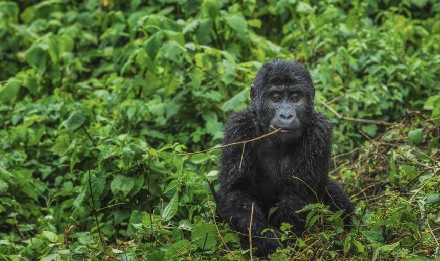 Gorilla Trekking Success Rate: How Often You Actually See Them