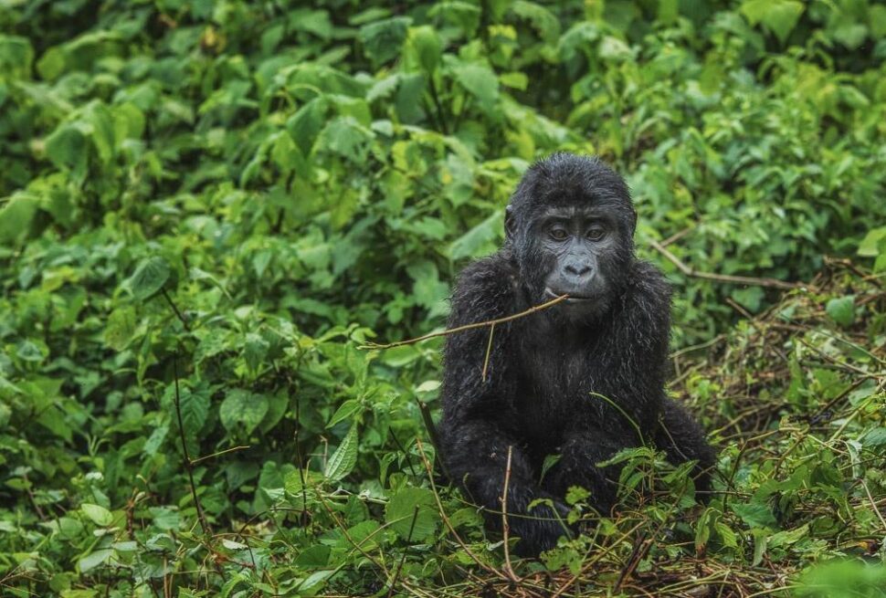 Gorilla trekking success rate in Bwindi — trekkers watching a gorilla family in the forest
