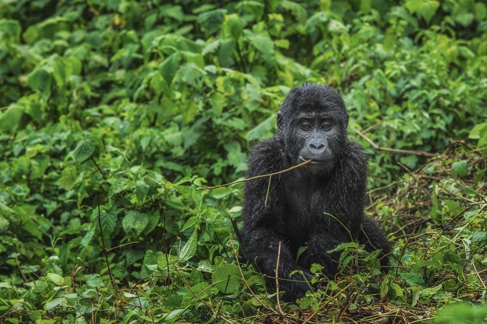 Gorilla trekking success rate in Bwindi — trekkers watching a gorilla family in the forest