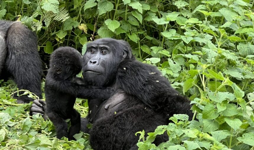 Gorilla Trekking Tips for First Timers: What to Know