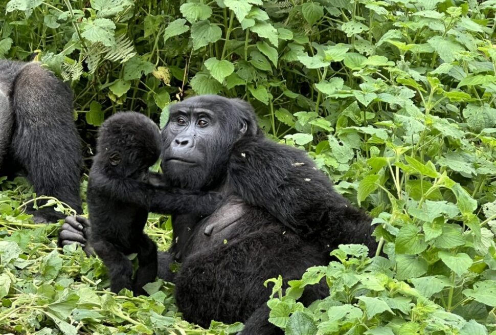 Gorilla trekking tips for first timers — trekkers on a Bwindi forest trail with a ranger