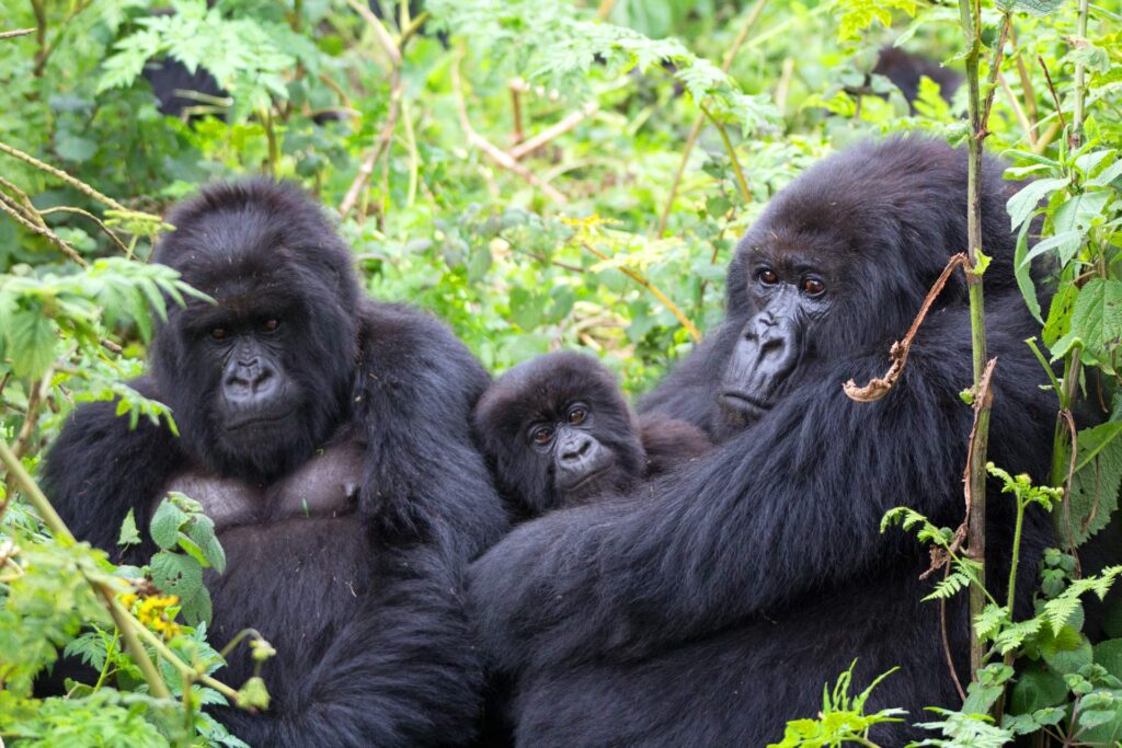 Trekker training on a hilly trail before a Uganda gorilla trek