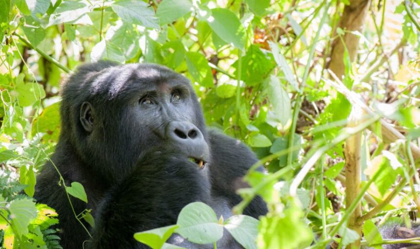 Gorilla Trekking Two Days in a Row: Is It Worth It?