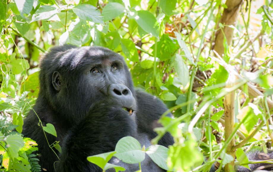 Gorilla trekking two days in a row — trekkers on consecutive mornings in Bwindi