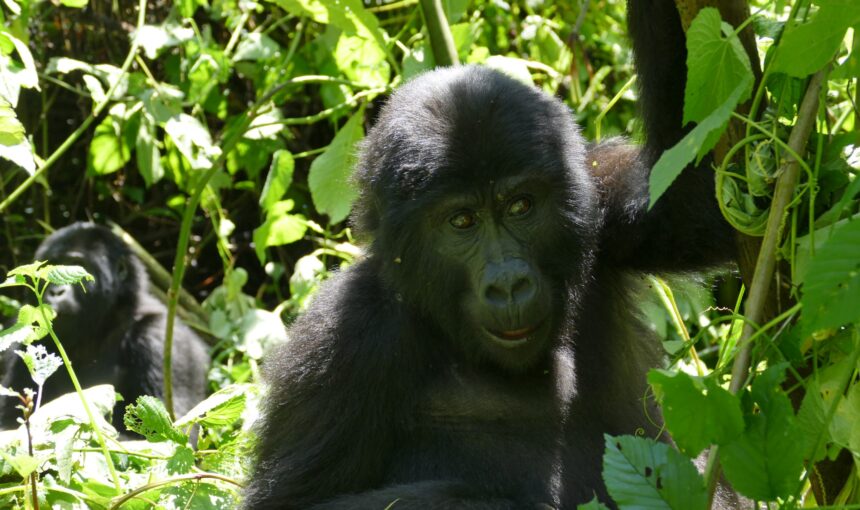 Habinyanja Gorilla Family: Trekking Guide to Buhoma’s Forest People