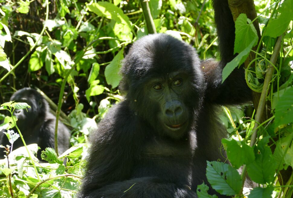 Habinyanja gorilla family in the forest of Buhoma sector, Bwindi Impenetrable National Park