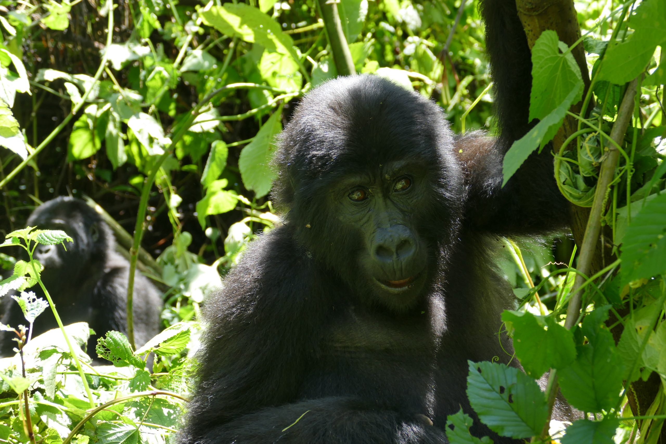 Habinyanja gorilla family in the forest of Buhoma sector, Bwindi Impenetrable National Park