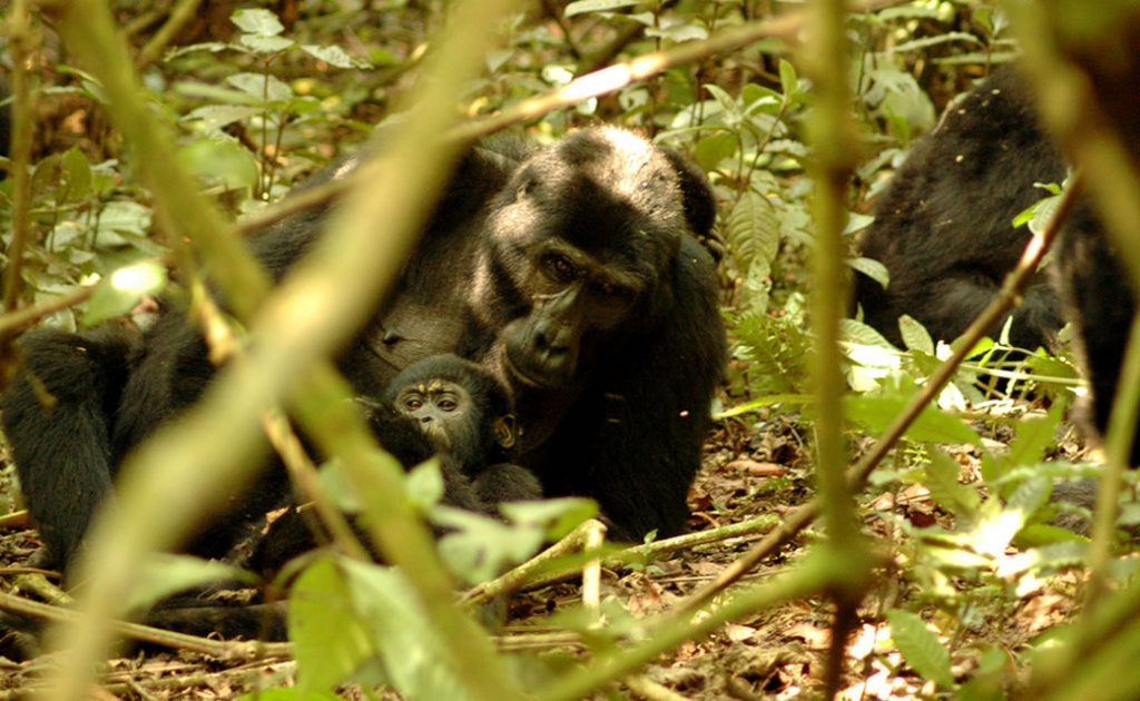 Silverback of the Habinyanja gorilla family in the forest of Bwindi