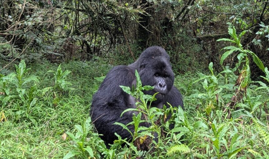 How Long Does a Gorilla Trek Take? Realistic Timings
