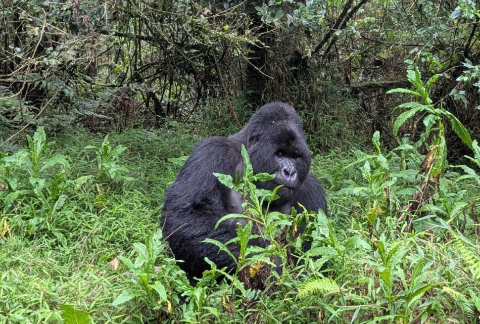 How long does a gorilla trek take — trekkers on a Bwindi forest trail in the early morning