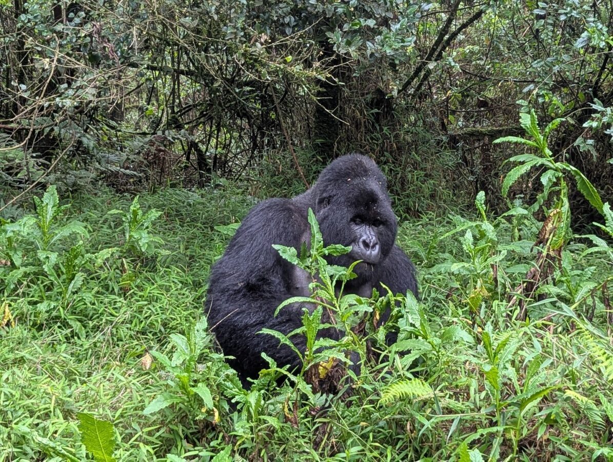 How long does a gorilla trek take — trekkers on a Bwindi forest trail in the early morning