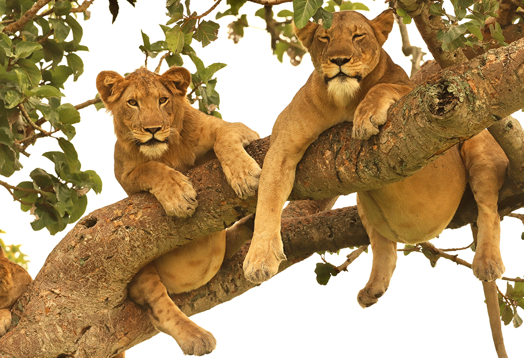 Tree-climbing lions in the Ishasha sector of Queen Elizabeth National Park