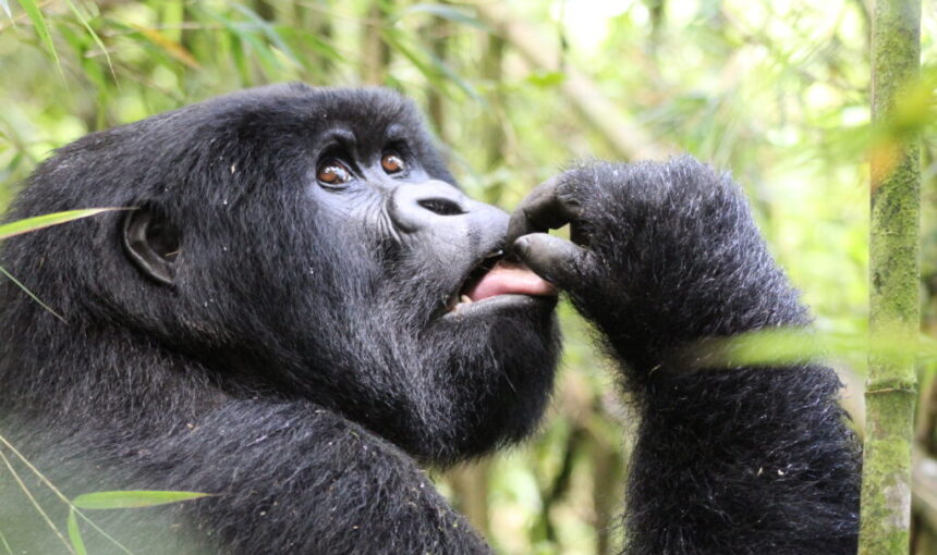 Kahungye Gorilla Family: Rushaga’s Second-Generation Group
