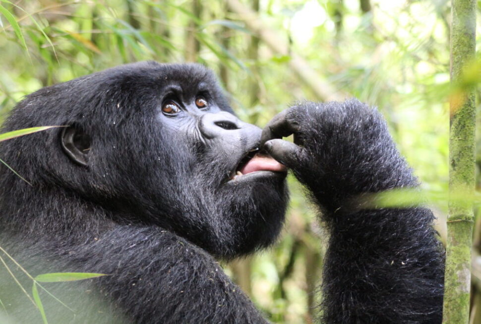 Kahungye gorilla family in the forest of Rushaga sector, Bwindi Impenetrable National Park