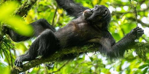 A habituated chimpanzee community moving through Kalinzu Forest