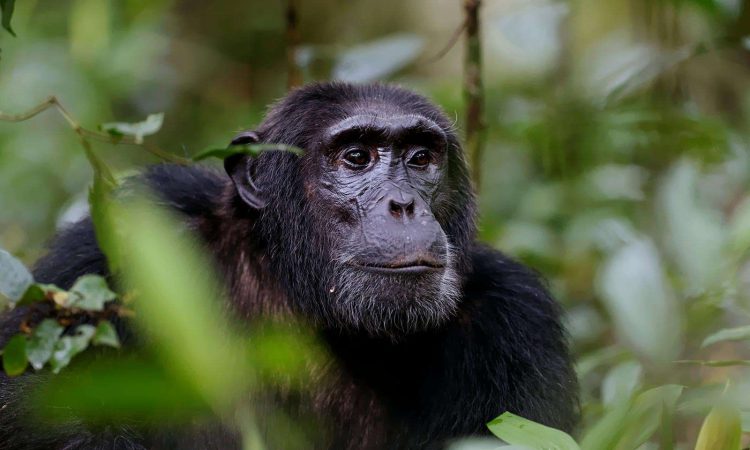 Kalinzu Forest chimpanzee tracking — trekkers on a forest trail in Kalinzu Central Forest Reserve