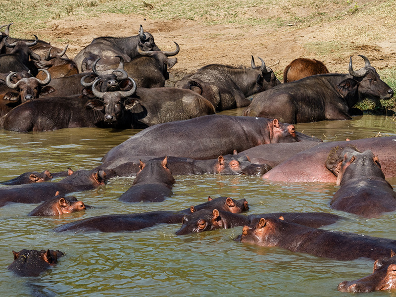 Hippos and elephants seen on a Kazinga Channel boat safari from Mweya Safari Lodge