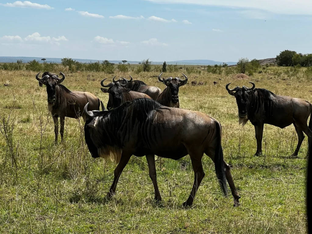 Wildebeest crossing the Maasai Mara during the Great Migration, Kenya