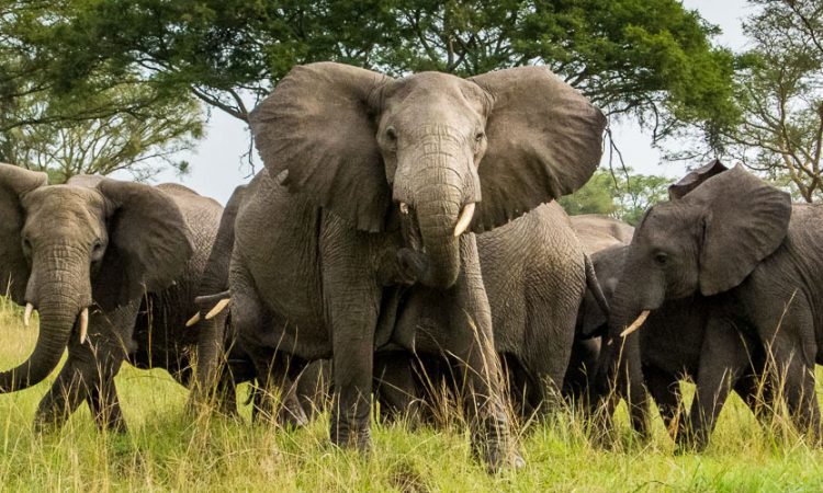 Kibale and Queen Elizabeth Safari: Combining Two Parks