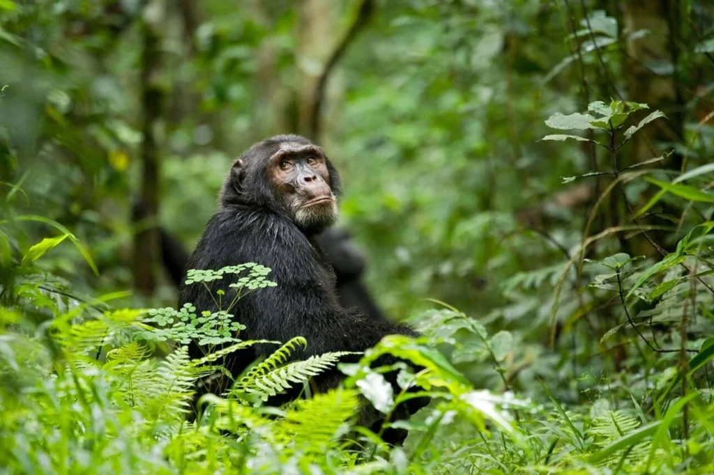 What to Wear for Chimpanzee Trekking: A Complete Guide 2 Waterproof hiking boots and gaiters on the Kibale forest trail