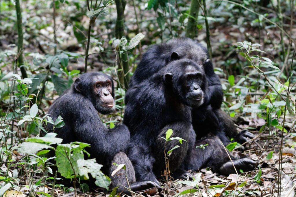 Chimpanzees in Kibale Forest during a chimp trek on a day trip