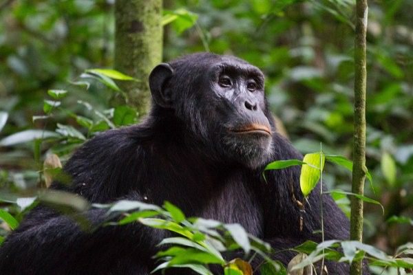 Chimpanzee community moving through Kibale Forest during habituation