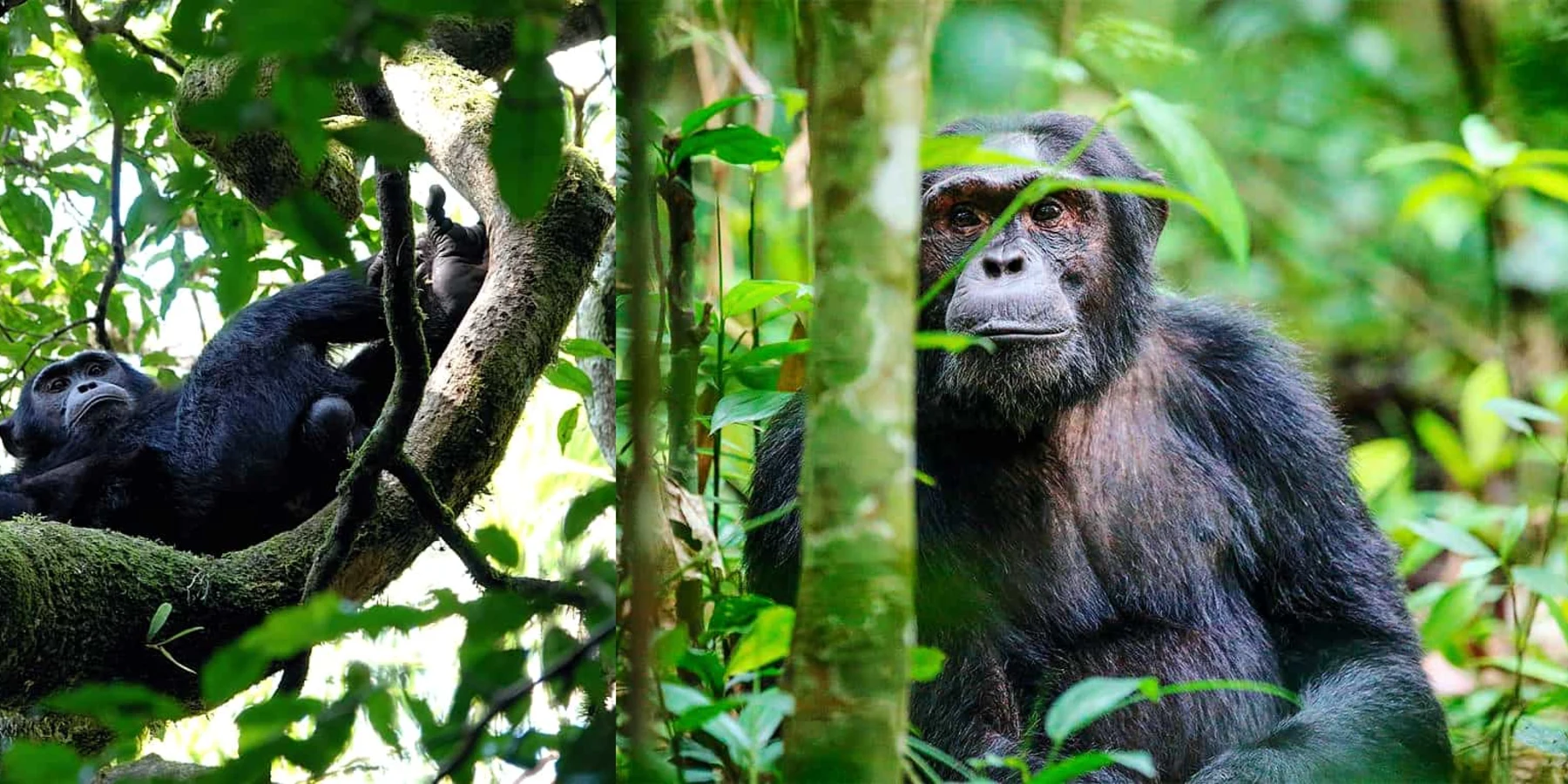 Chimpanzee community moving through Kibale Forest during a standard trek