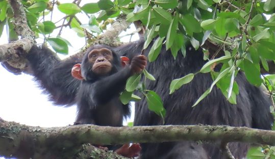 Chimpanzees in the canopy of Kibale Forest during the trek
