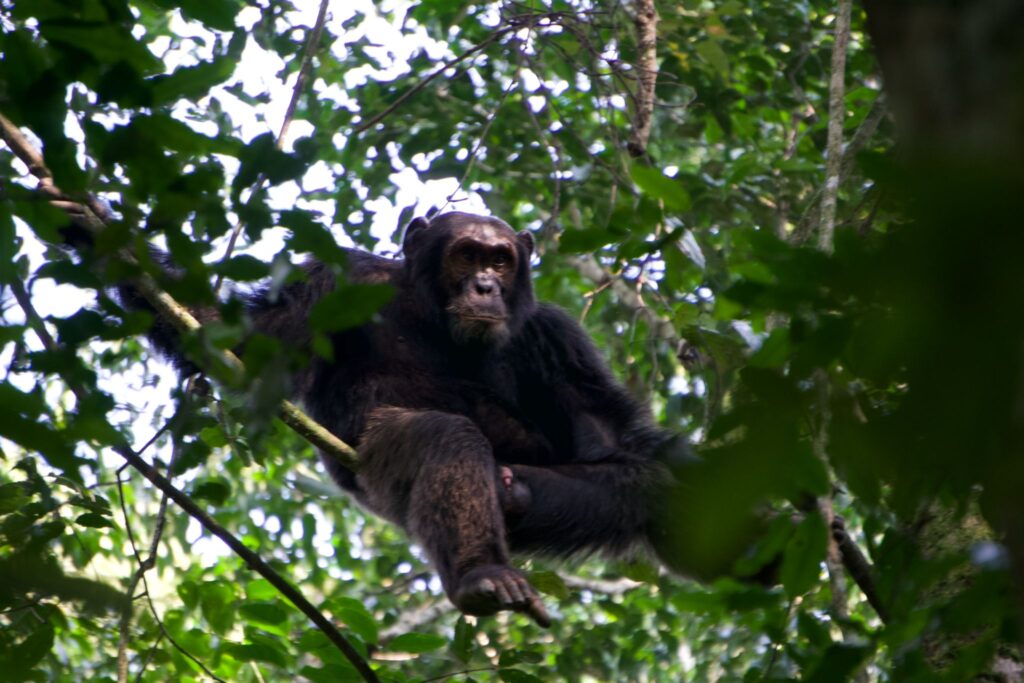 Trekkers on a chimpanzee trek in Kibale Forest