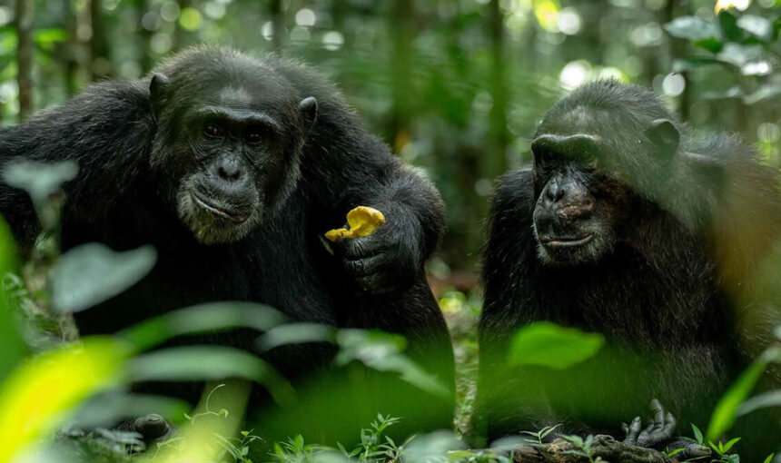 Kibale Chimpanzee Permit Availability: When to Book and Why