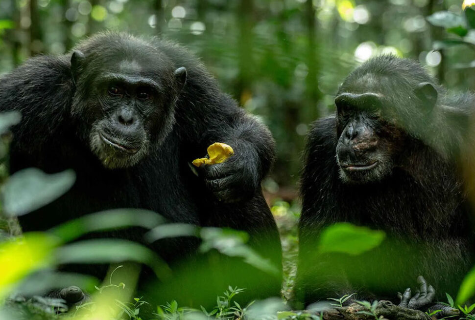 Kibale chimpanzee permit availability — trekkers at the Kibale Forest trailhead in Uganda