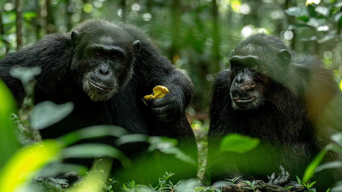 Kibale chimpanzee permit availability — trekkers at the Kibale Forest trailhead in Uganda